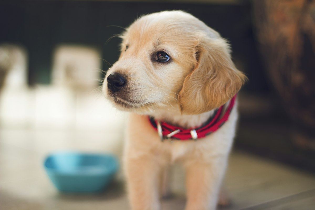 Golden puppy wearing a red collar indoors